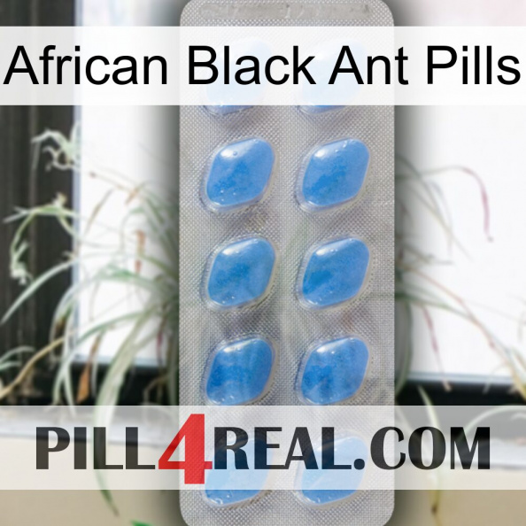 African Black Ant Pills 22.jpg